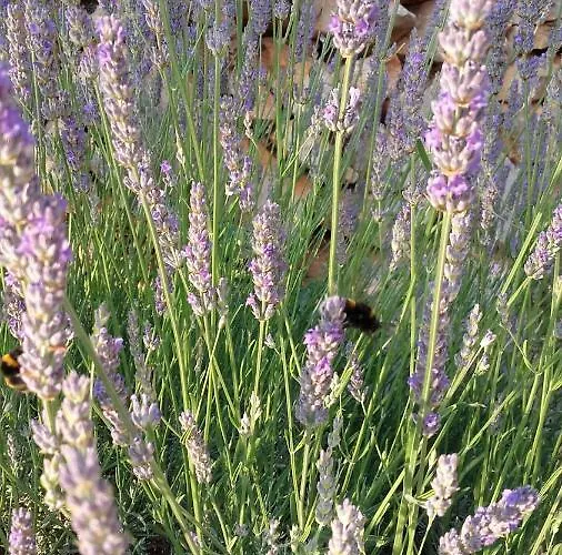 Дом отдыха Agave