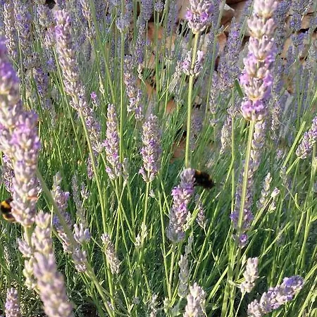 בית נופש Agave